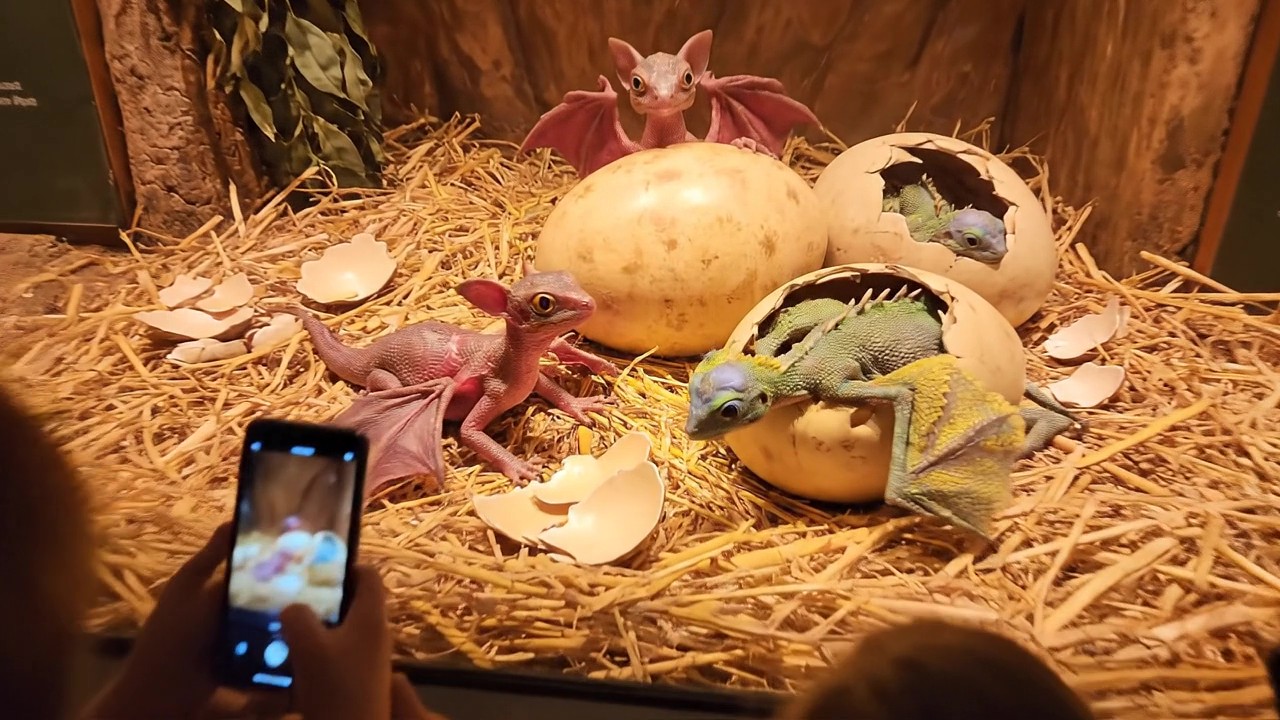 ドラゴンの赤ちゃん（Dragon Hatchling）